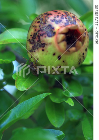 ザクロの実とクサギカメムシ 117288580