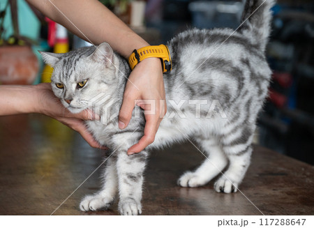 Cropped shot view of someone trying to playing and scratching an anger cat. Cropped shot view of someone trying to playing and scratching an anger cat. 117288647