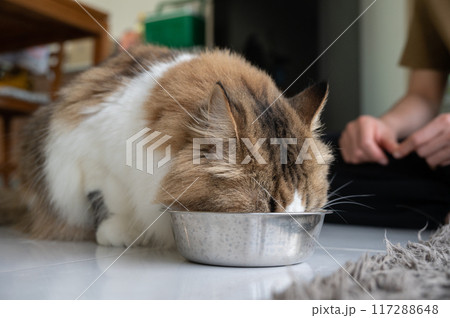 Persian cat while eating food in a bowl. House cats evolved from hunters who ate high amounts of protein and some fat and carbohydrates. Persian cat while eating food in a bowl. House cats evolved from hunters who ate high amounts of protein and some fat and carbohydrates. 117288648