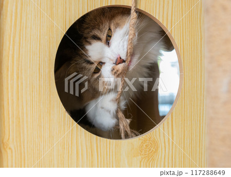 Persian cat playing and biting a rope from inside of wooden cat tree. Persian cat playing and biting a rope from inside of wooden cat tree. 117288649