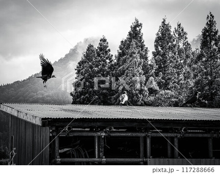 舞い降りたる三羽烏～朝の風景～ 117288666