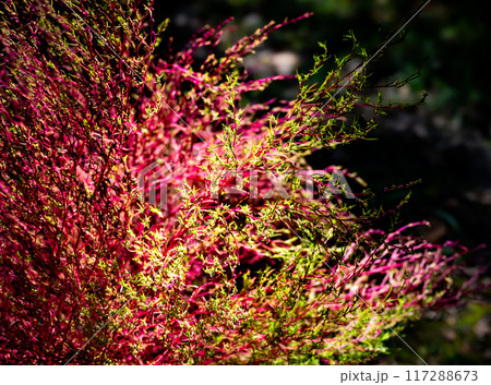 秋の季節に紅葉した植物が綺麗に咲いている風景 117288673