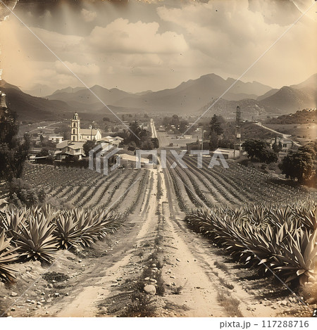 Old photo of Traditional Agave Farming and Tequila Production in Scenic Jalisco Countryside 117288716