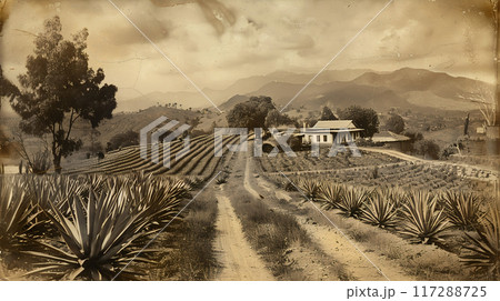 Old photo of Traditional Agave Farming and Tequila Production in Scenic Jalisco Countryside Old photo of Traditional Agave Farming and Tequila Production in Scenic Jalisco Countryside 117288725