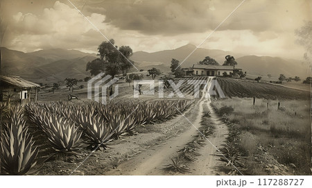 Old photo of Traditional Agave Farming and Tequila Production in Scenic Jalisco Countryside 117288727