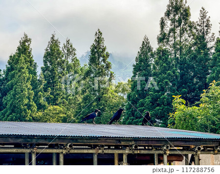 舞い降りたる三羽烏~ビッグスリー 舞い降りたる三羽烏~ビッグスリー 117288756