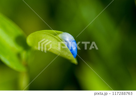 露草(つゆくさ)の蕾 117288763