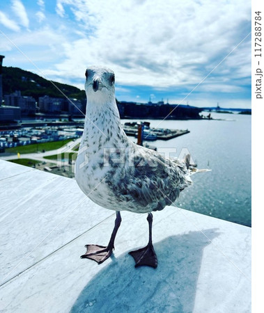 ノルウェーオスロのカモメ ノルウェーオスロのカモメ 117288784