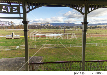 Cattle feeding in the middle of Tumut horse racing track 117288882