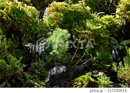 岩松とセッコクの盆栽 117289018