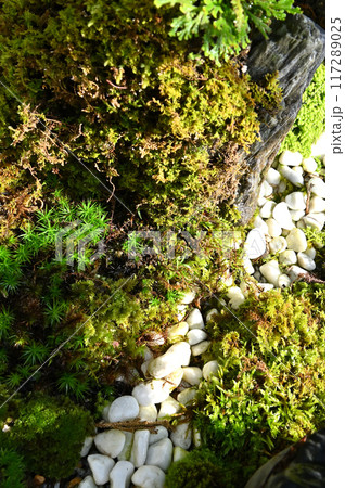 岩松とセッコクの盆栽 117289025