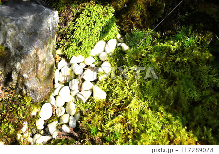 岩松とセッコクの盆栽 岩松とセッコクの盆栽 117289028