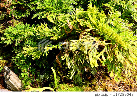 岩松とセッコクの盆栽 岩松とセッコクの盆栽 117289048