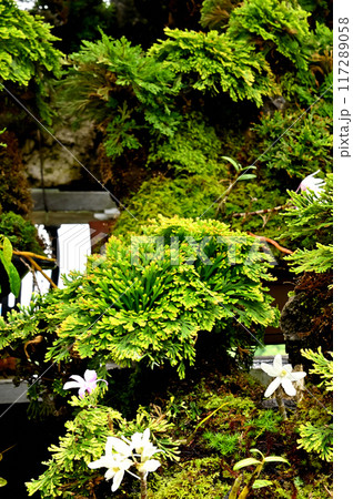 岩松とセッコクの盆栽 117289058