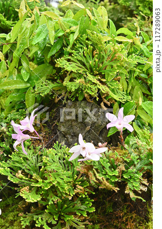 岩松とセッコクの盆栽 岩松とセッコクの盆栽 117289063