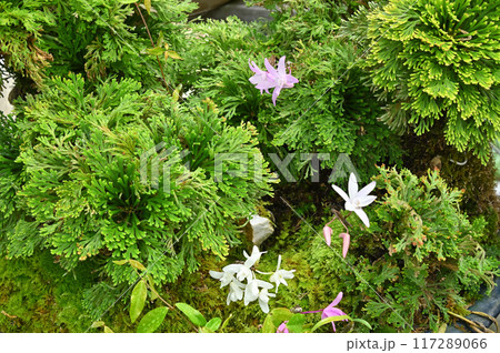 岩松とセッコクの盆栽 117289066