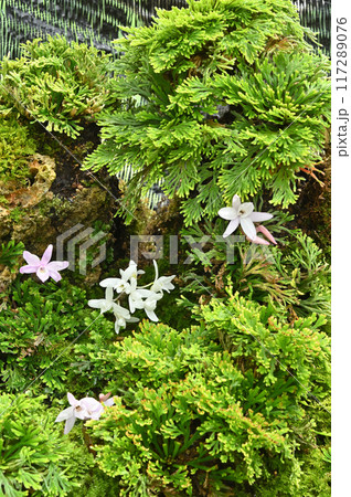 岩松とセッコクの盆栽 岩松とセッコクの盆栽 117289076