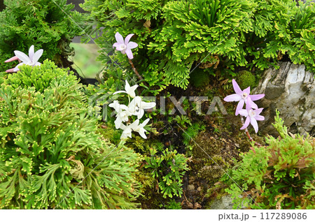 岩松とセッコクの盆栽 117289086