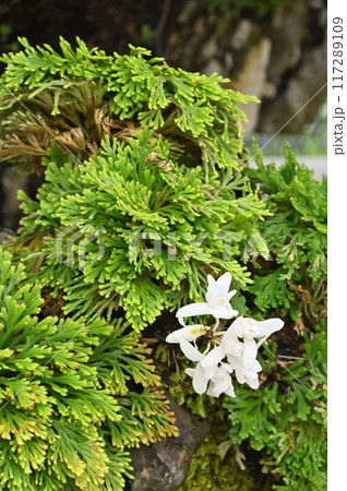 岩松とセッコクの盆栽 117289109