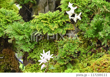 岩松とセッコクの盆栽 117289111