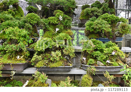 岩松とセッコクの盆栽 岩松とセッコクの盆栽 117289113