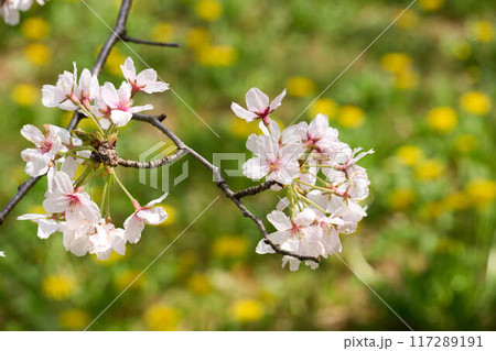 タンポポの花畑の上に咲いた桜の花びら 117289191