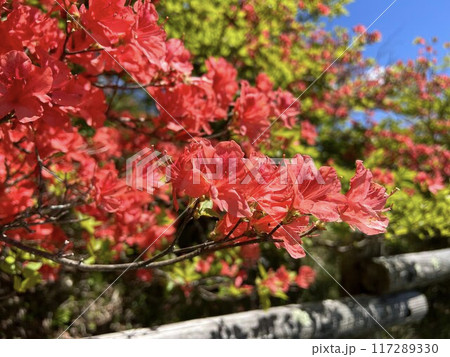 赤いツツジの花と新緑 青空 赤いツツジの花と新緑 青空 117289330