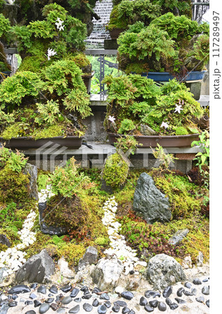 岩松とセッコクの盆栽 117289497