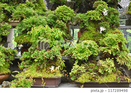 岩松とセッコクの盆栽 岩松とセッコクの盆栽 117289498