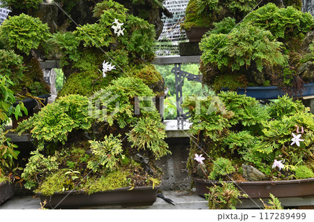 岩松とセッコクの盆栽 117289499