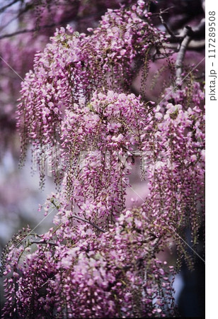 広島県世羅町の世羅農園のふじ 117289508