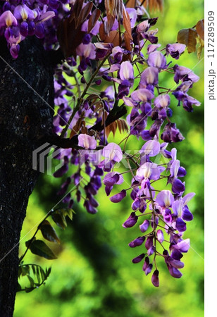 広島県世羅町の世羅農園のふじ 117289509