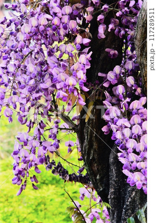 広島県世羅町の世羅農園のふじ 117289511