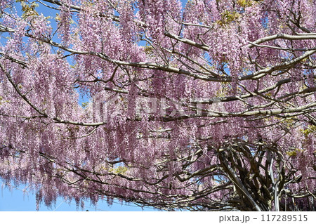 広島県世羅町の世羅農園のふじ 広島県世羅町の世羅農園のふじ 117289515