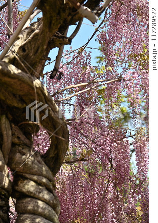 広島県世羅町の世羅農園のふじ 117289522