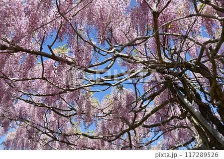 広島県世羅町の世羅農園のふじ 117289526