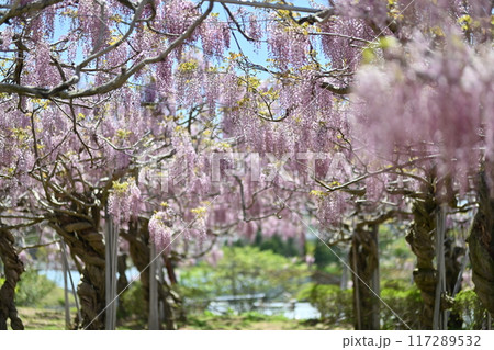 広島県世羅町の世羅農園のふじ 広島県世羅町の世羅農園のふじ 117289532