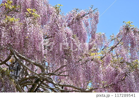 広島県世羅町の世羅農園のふじ 117289541