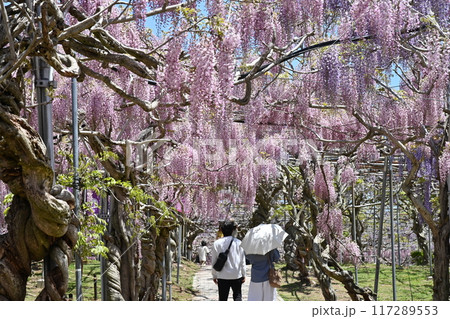 広島県世羅町の世羅農園のふじ 117289553