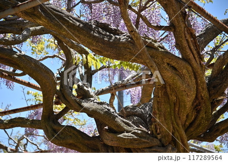 広島県世羅町の世羅農園のふじの幹 117289564