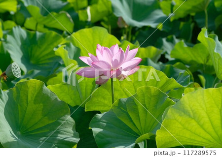 奈良藤原京跡の蓮の花 奈良藤原京跡の蓮の花 117289575