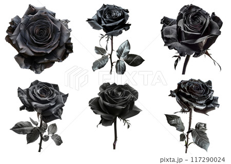 A Collection of Six Dark, Black Roses in Full Bloom 117290024