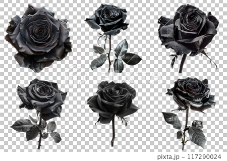 A Collection of Six Dark, Black Roses in Full Bloom 117290024