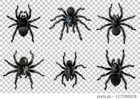 Six Black Tarantulas with Detailed Close-Up Views 117290029