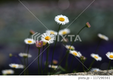 鳥取 四季の散歩 鯉のぼりが泳ぐ川 瀬戸川 鳥取 四季の散歩 鯉のぼりが泳ぐ川 瀬戸川 117290381