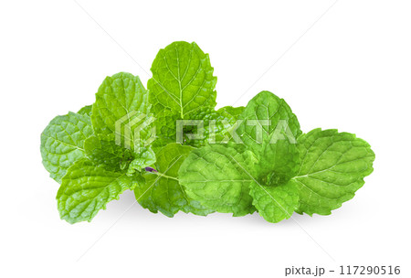 mint isolated on white background mint isolated on white background 117290516