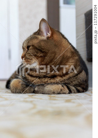 The mysterious look of a Scottish cat 117291004