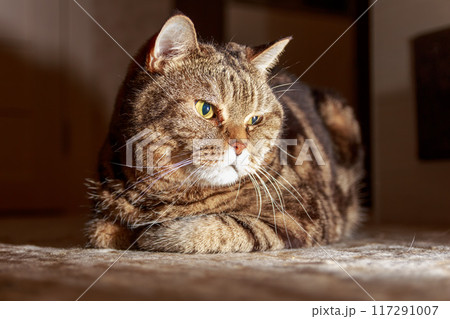 The mysterious look of a Scottish cat 117291007