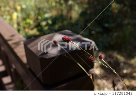 四季の散歩　秋　たじま高原植物園 117291042