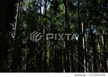 四季の散歩 秋 たじま高原植物園 四季の散歩 秋 たじま高原植物園 117291291